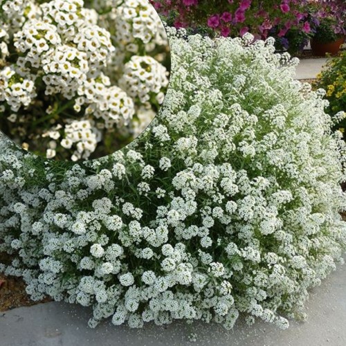 Lobularia maritina 'Lucia White' - Rand-kivikilbik 'Lucia White'